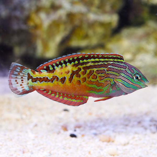 Blue Star Leopard Wrasse EXPERT ONLY Blue Star Leopard Wrasse EXPERT ONLY